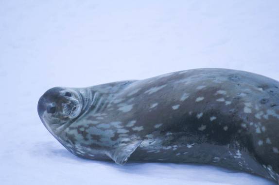 Uma foca weddell descansa sobre o gelo em Half Moon Island, na Antártida